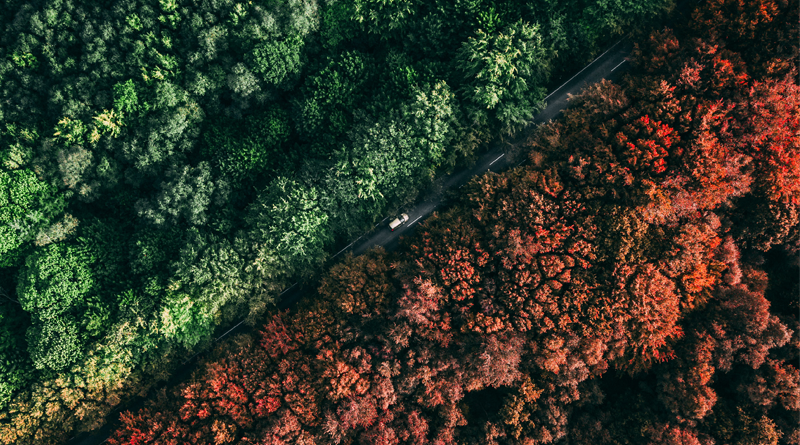 brown and green trees